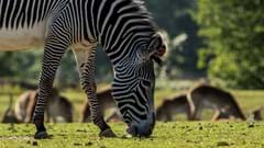 Grevy's Zebra: Into Africa!