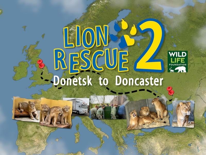Lion Rescue 2 Carousel Homepage (1)