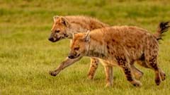 Spotted Hyenas (CR.David Roberts)