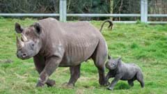 Yorkshire Wildlife Park Rhino 009