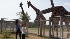 Feeding the Giraffes