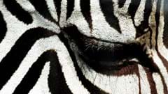 Grevy's Zebra (CR. Philippa Talbot)