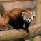Red Panda (CR. Sue Launders)