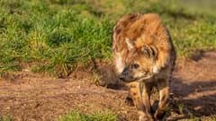 Spotted Hyena On Guard