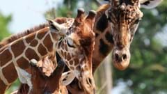 Giraffe Family (CR. John Clarke)