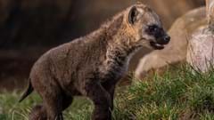 Spotted Hyena cub (CR.David Roberts) (1)