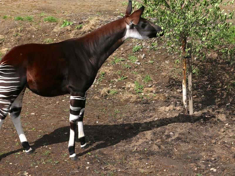 Okapi at Yorkshire Wildlife Park