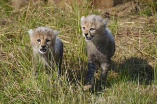 YWP Cheetah Cubs 013
