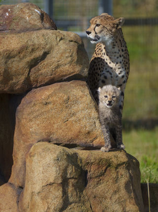 YWP Cheetah Cubs 005