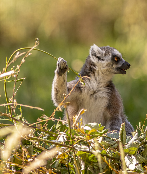 2022 08 22 2022Ring Tailed Lemur 12 Dr Ywp