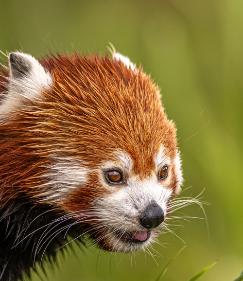 2023 07 26 2023 Red Panda 9 Dr Ywp