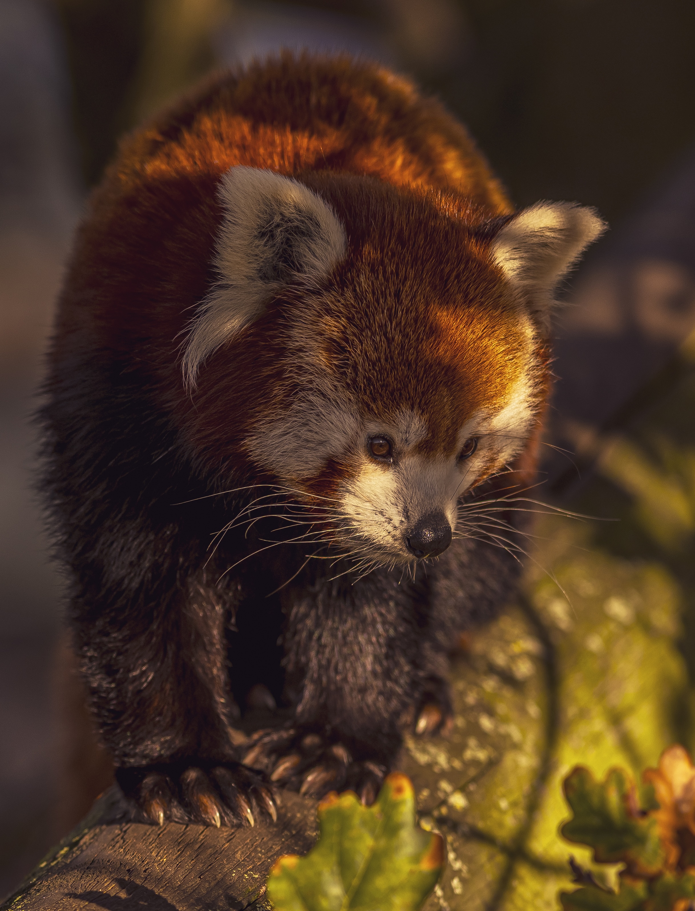 2025 Red Panda Dr Ywp 4