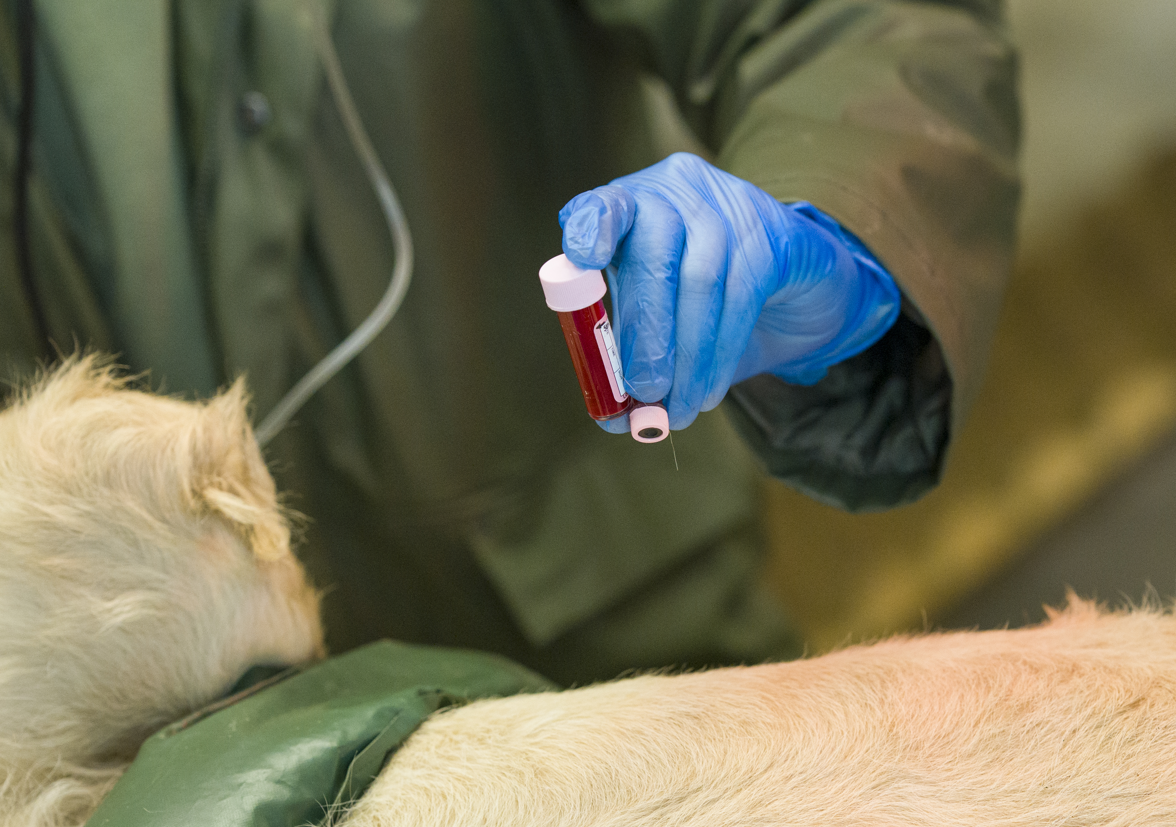 YWP Lion Health Check 016