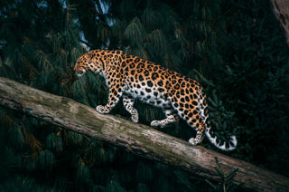 Leopard Cr Sebastian Chambers