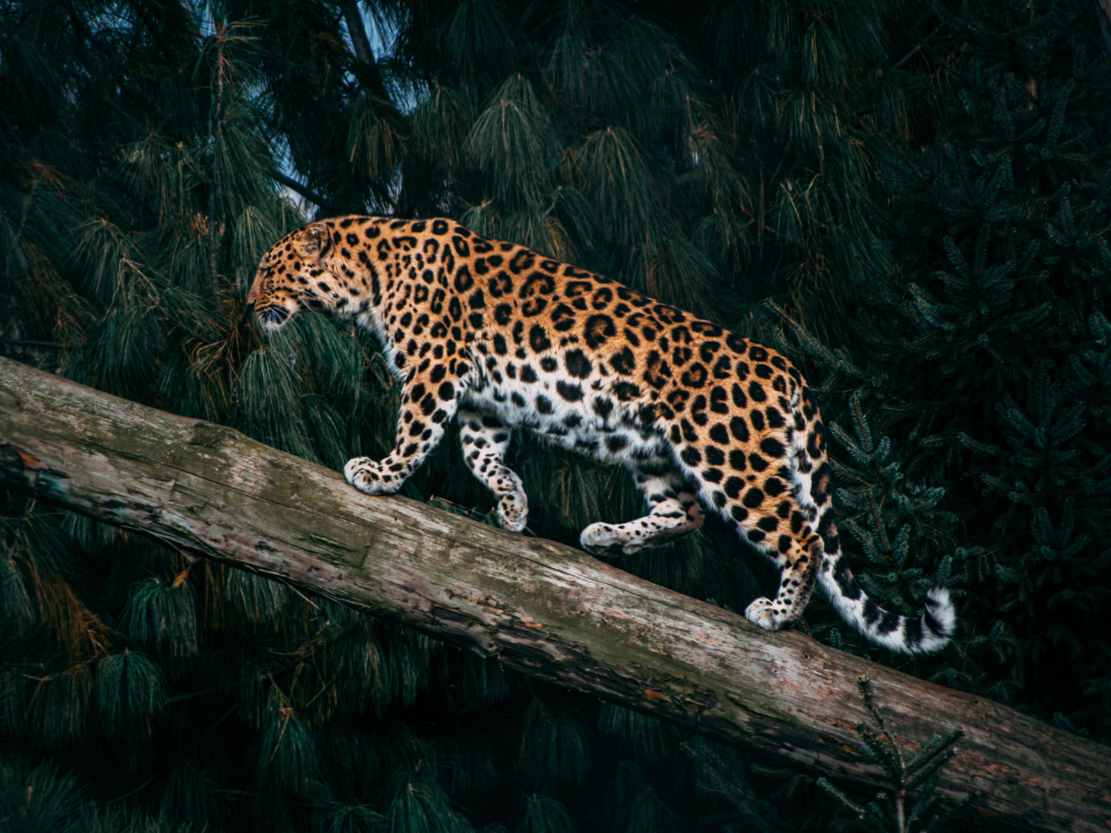 Leopard Cr Sebastian Chambers