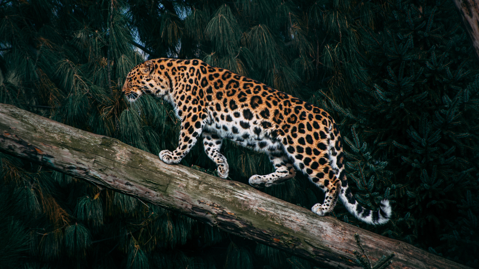 Leopard Cr Sebastian Chambers