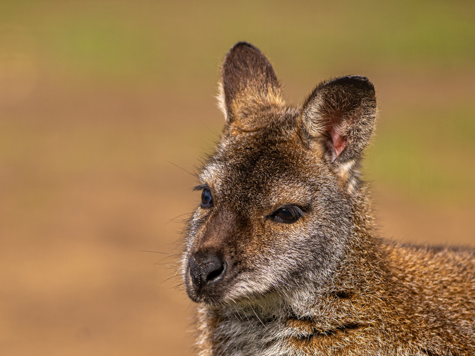 2024 Wallaby Dr Ywp 2