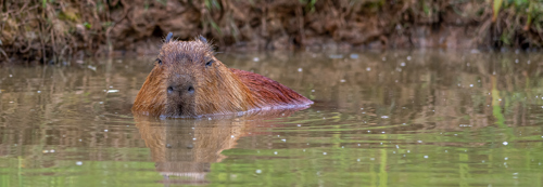 2021 09 17 2021Capybara In The Water 1 Dr Ywp