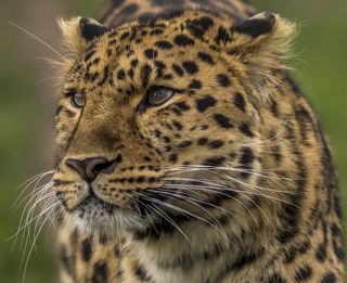 Leopard Look 2 Dr Ywp