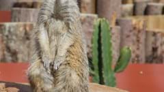 Meerkat (CR. Jamie Whitehouse)