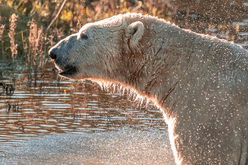 2023 Project Polar 1 Dr Ywp 13