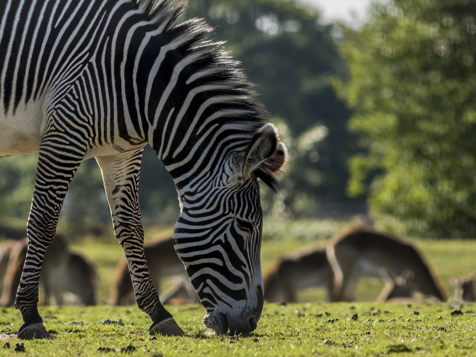 2018 11 13 Zebra Out Of Africa 1 Dr Ywp