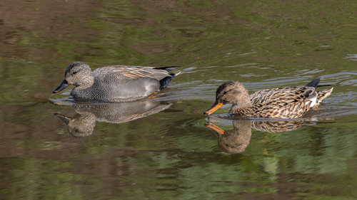 Gadwall Couple Derek Crunkhorn 2
