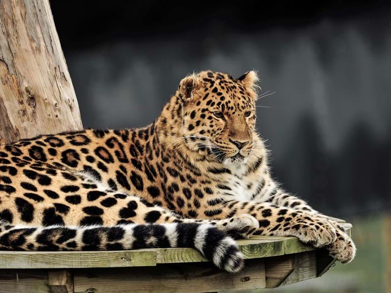 Amur Leopard (1)
