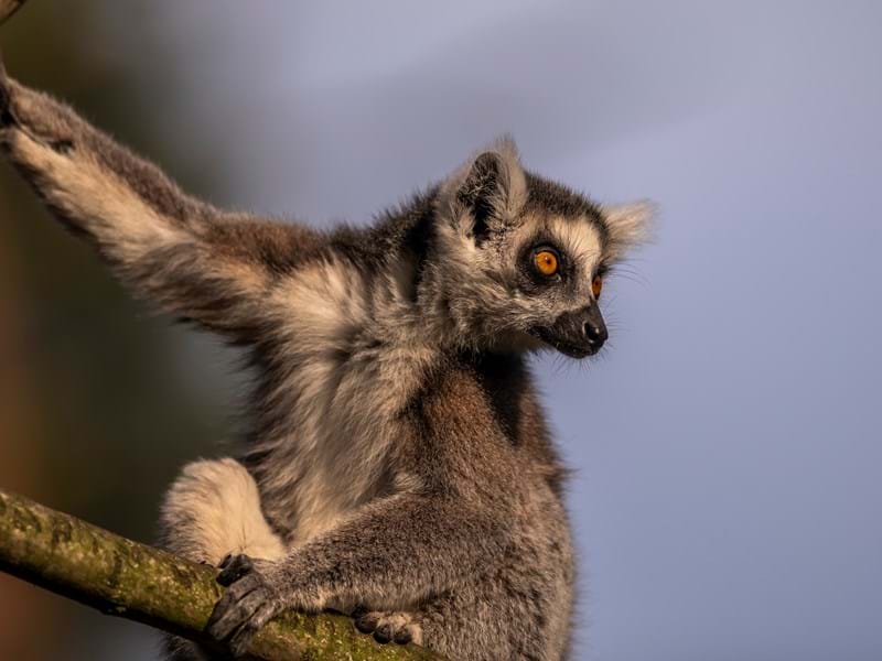 Lemur (CR. David Roberts)