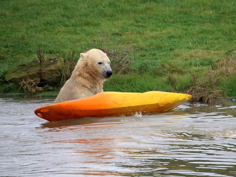 Polar Bear with a Kayak