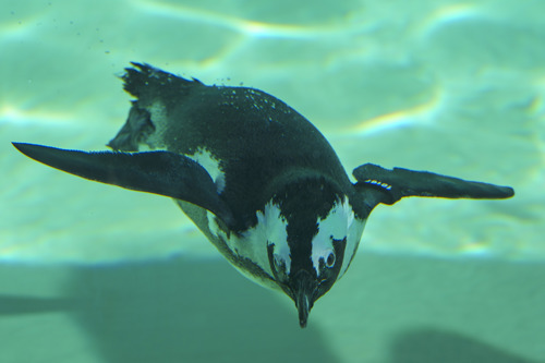YWP Penguins 026