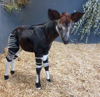 Side Profile Baby Okapi Calf