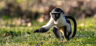 2022 04 26 2022Roloway Monkey 16 Dr Ywp