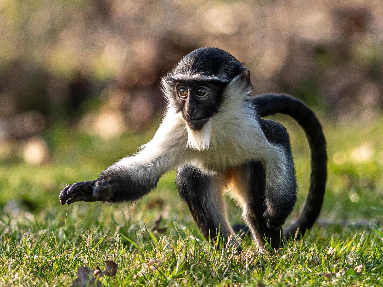 2022 04 26 2022Roloway Monkey 16 Dr Ywp