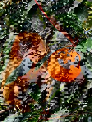 Whatsapp Igygygygmage 2024 10 29 At 10 07 51