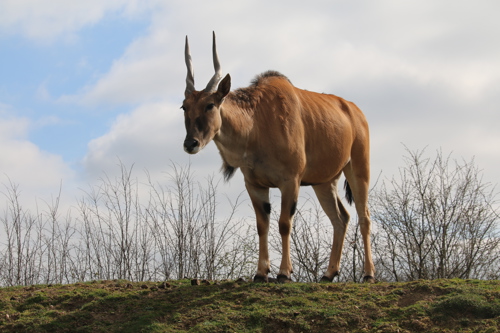 Eland 2 Copy
