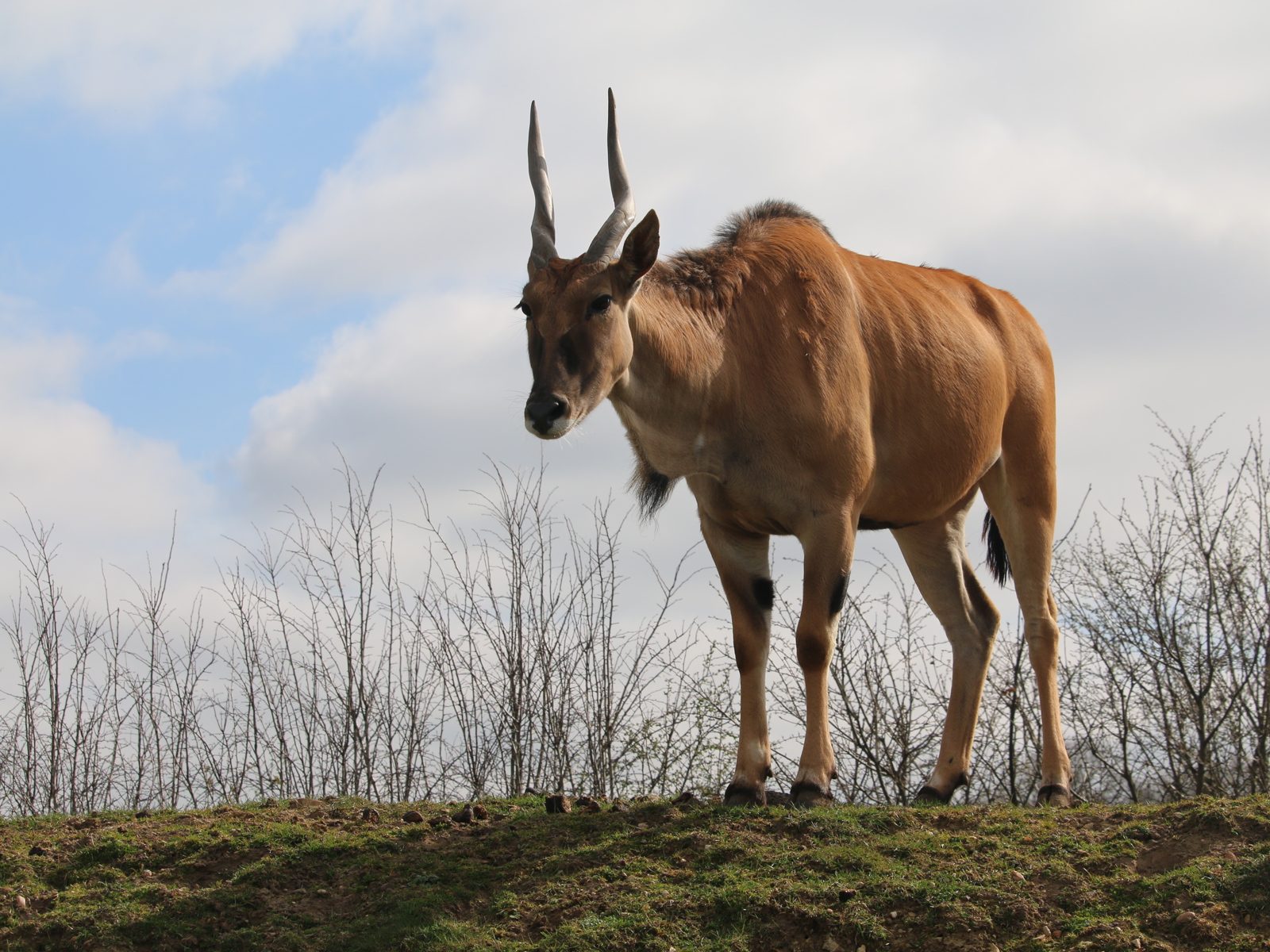 Eland 2 Copy
