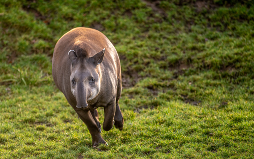 2023 01 23 2023 Tapir 2 Dr Ywp