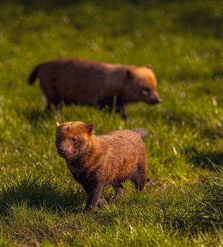2024 Bush Dogs Dr Ywp 12