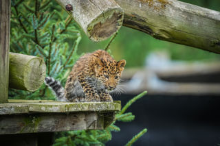 Leopard Cubs In Main Reserve 08