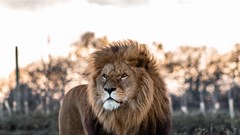 African Lion (CR. Josh Taylor)
