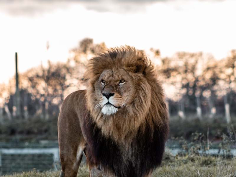 African Lion (CR. Josh Taylor)