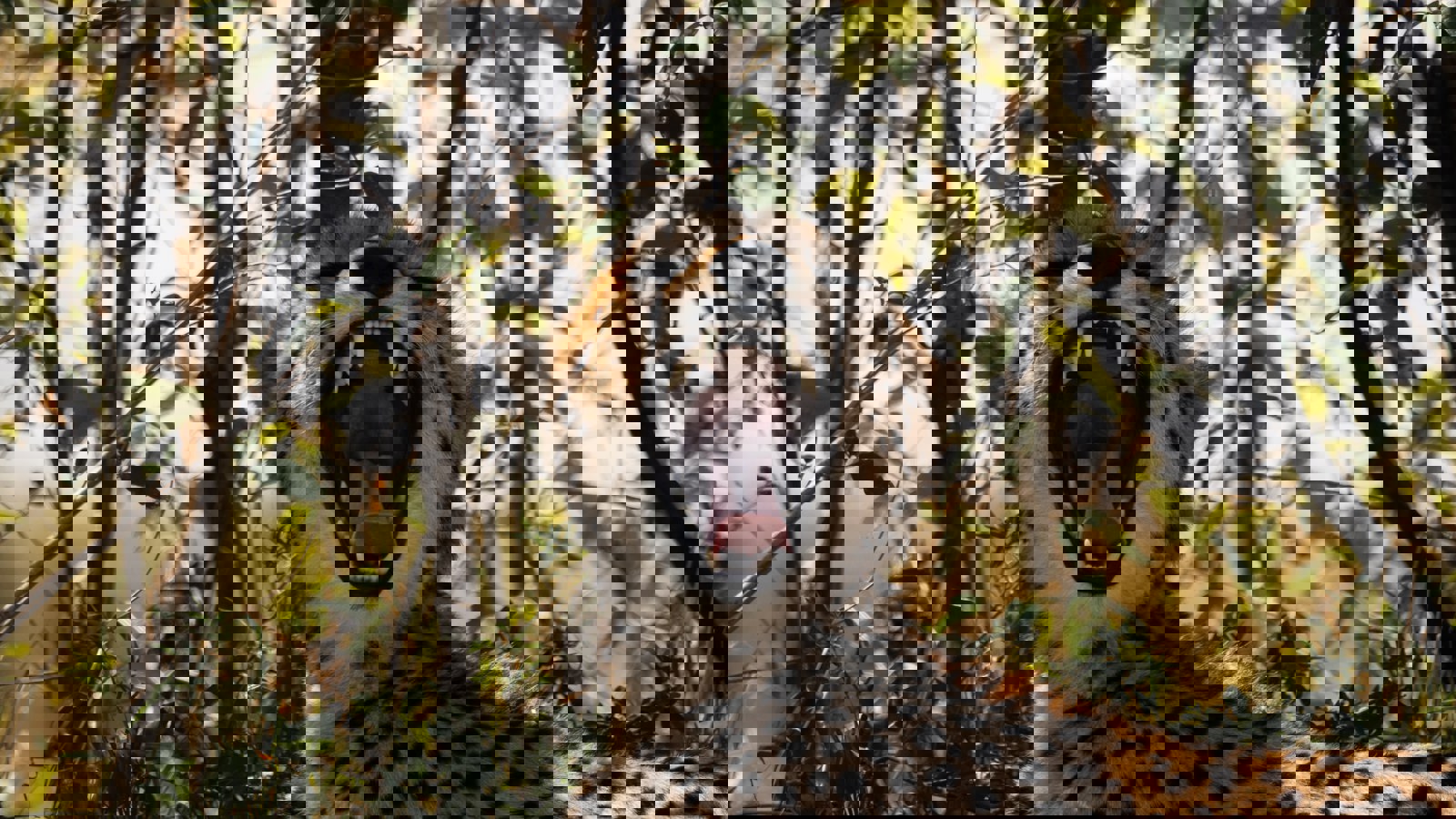 Vishva Patel Atn3ngegmsk Unsplash