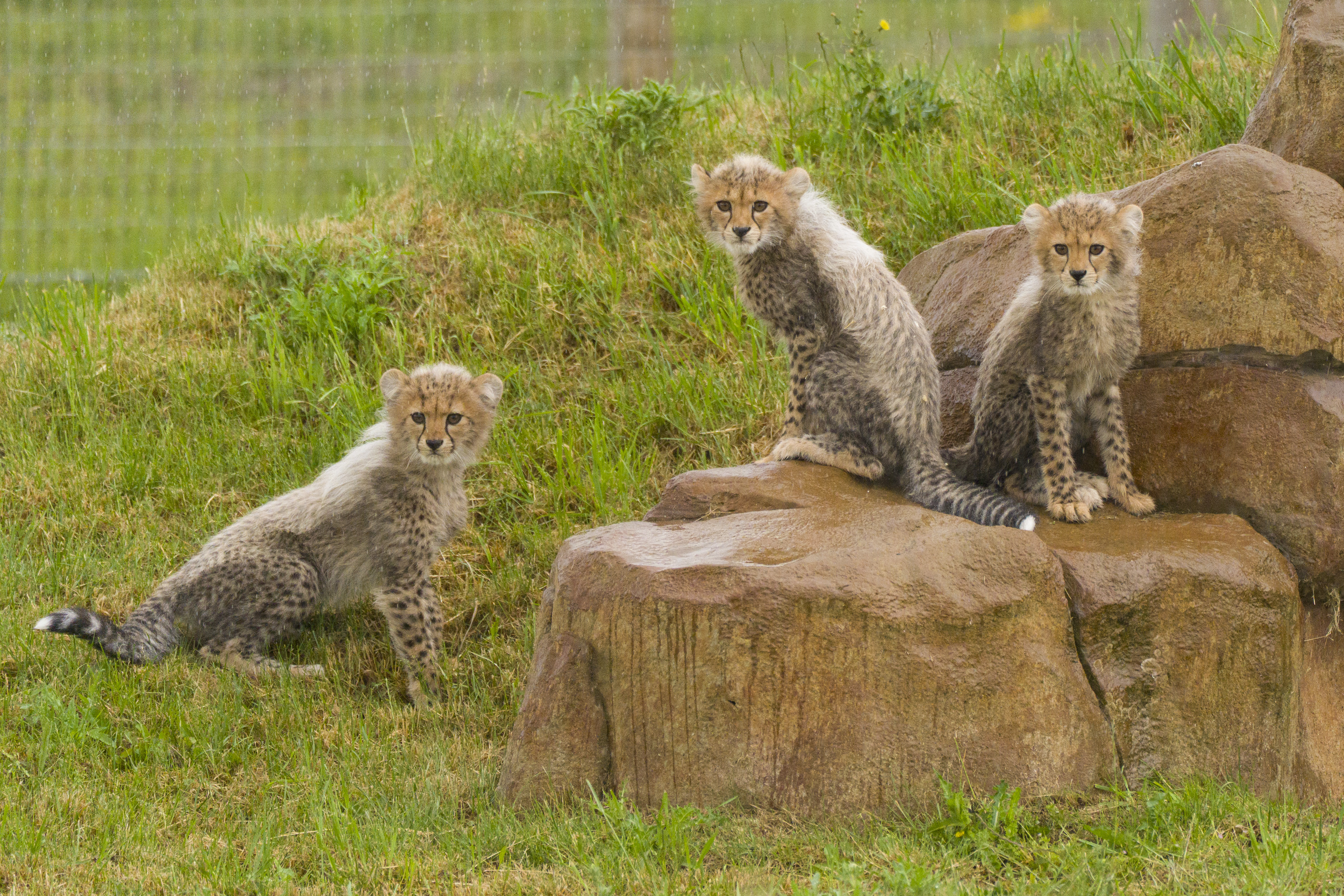 YWP Cheetah Cubs 013