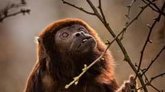 Howler Monkey In The Canopy (CR. David Roberts)