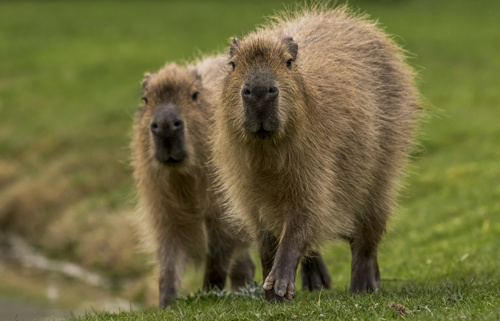 Capybara Ywp
