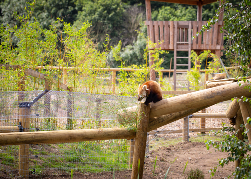 Jamie Stewart YWP Red Panda's 4