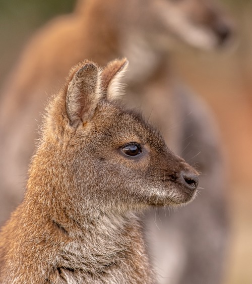 2020 05 25 2020Wallaby Closeup 1 Dr Ywp