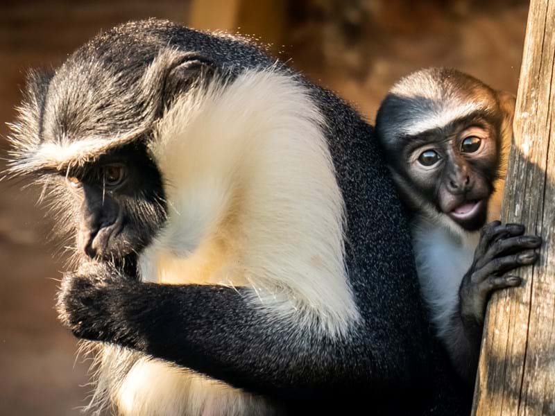 Rare Roloway Monkey Born Yorkshire Wildlife Park