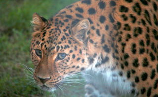 Img 8261 Crop
